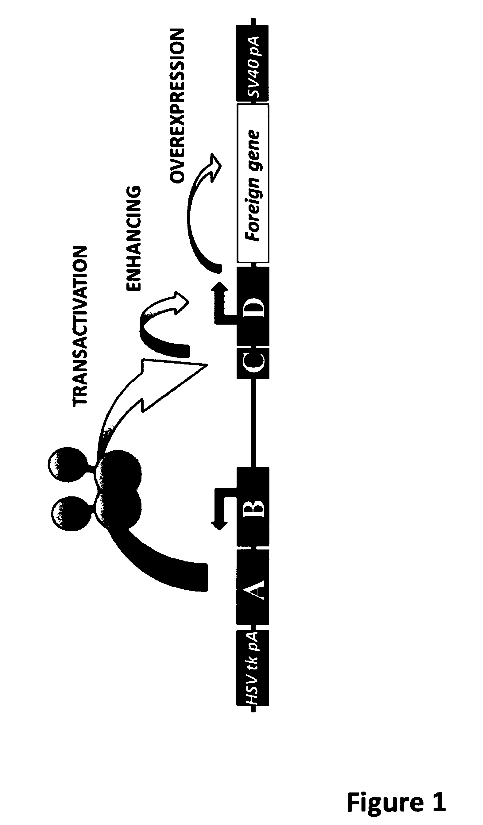 Baculoviral DNA elements for the expression of recombinant proteins in a host cell