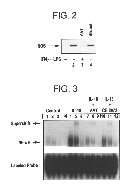 Inhibitors of serine protease activity, methods and compositions for treatment of nitric-oxide-induced clinical conditions