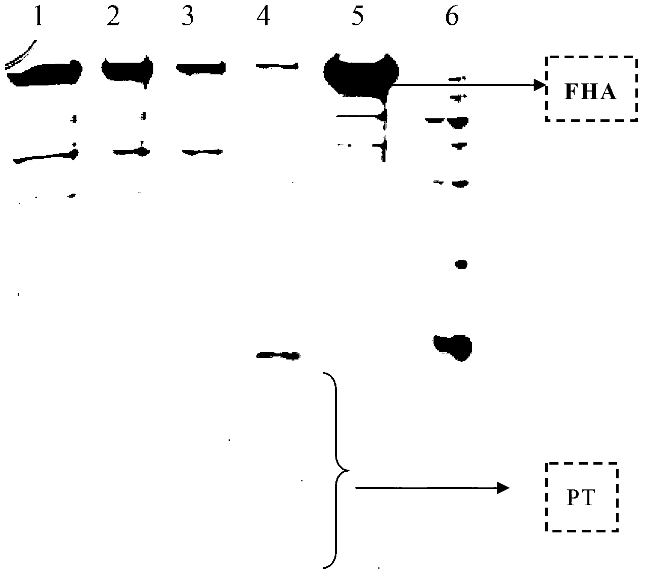 Production method of acellular pertussis vaccine