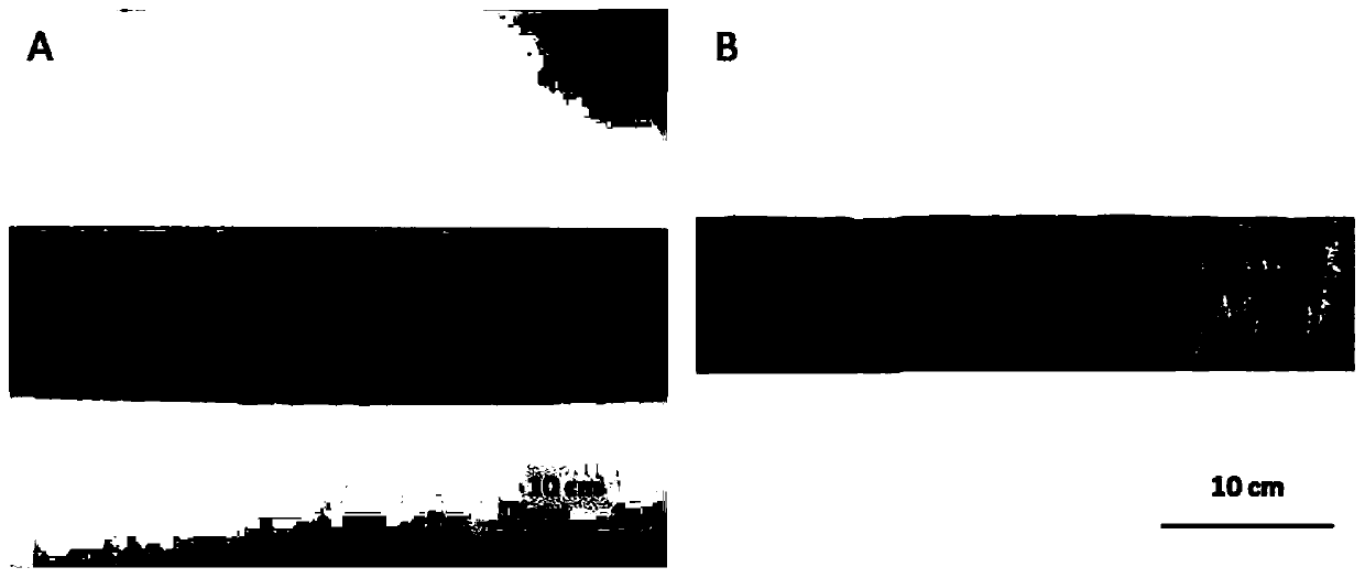 Environment-friendly high-conductivity elastic corrosion resistant copper alloy and production method of strip thereof