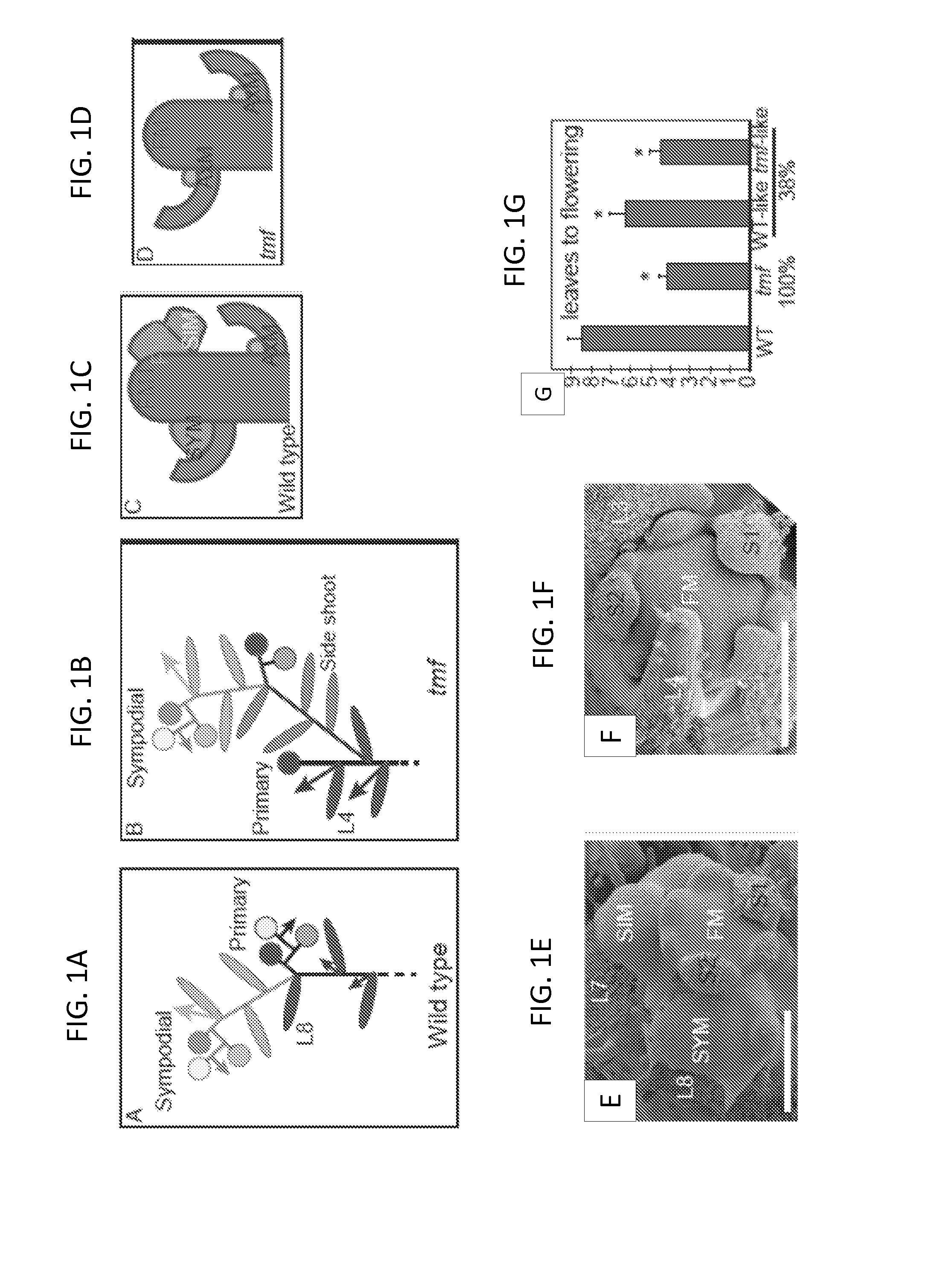 Terminating flower (TMF) gene and methods of use