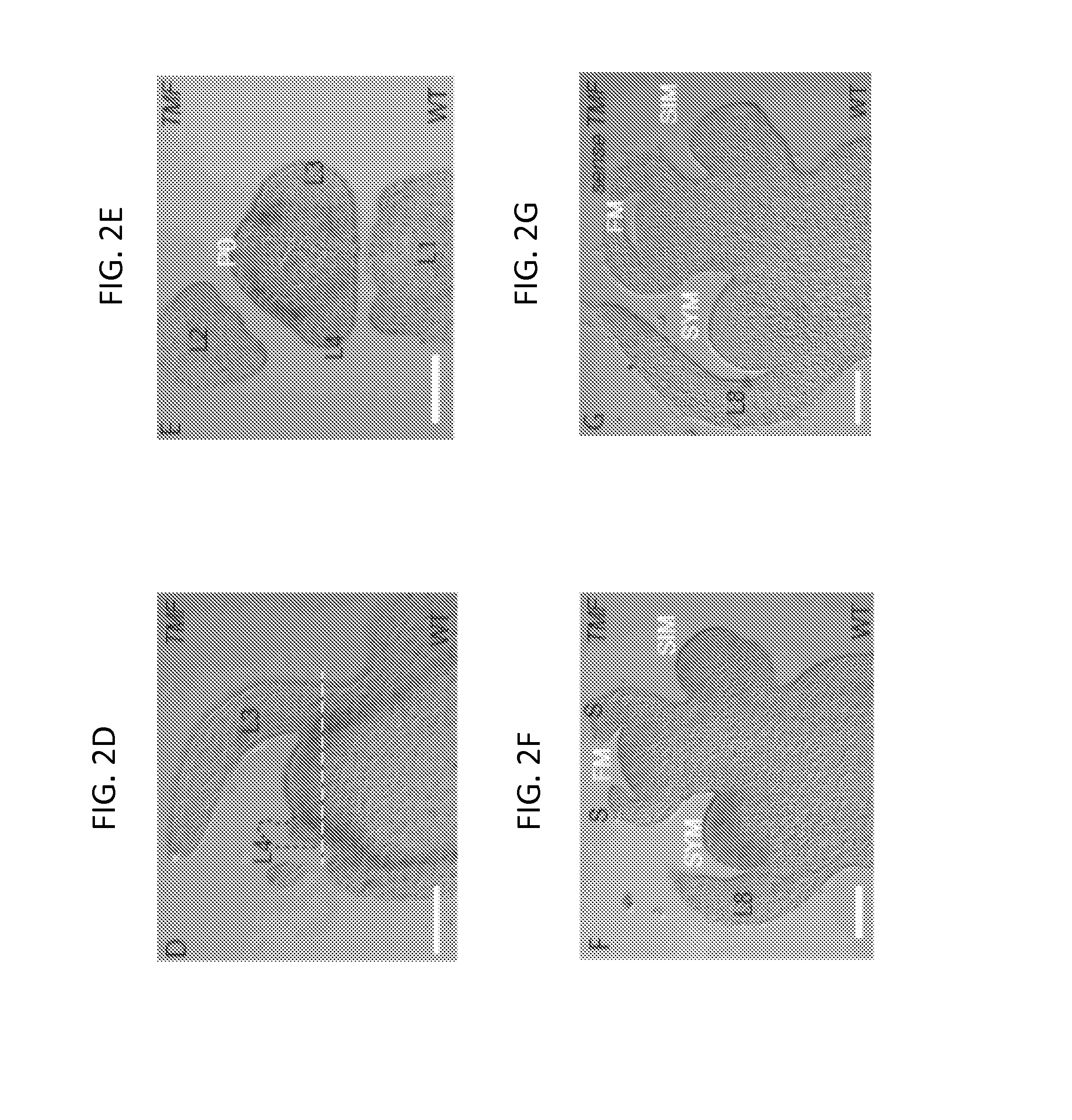 Terminating flower (TMF) gene and methods of use