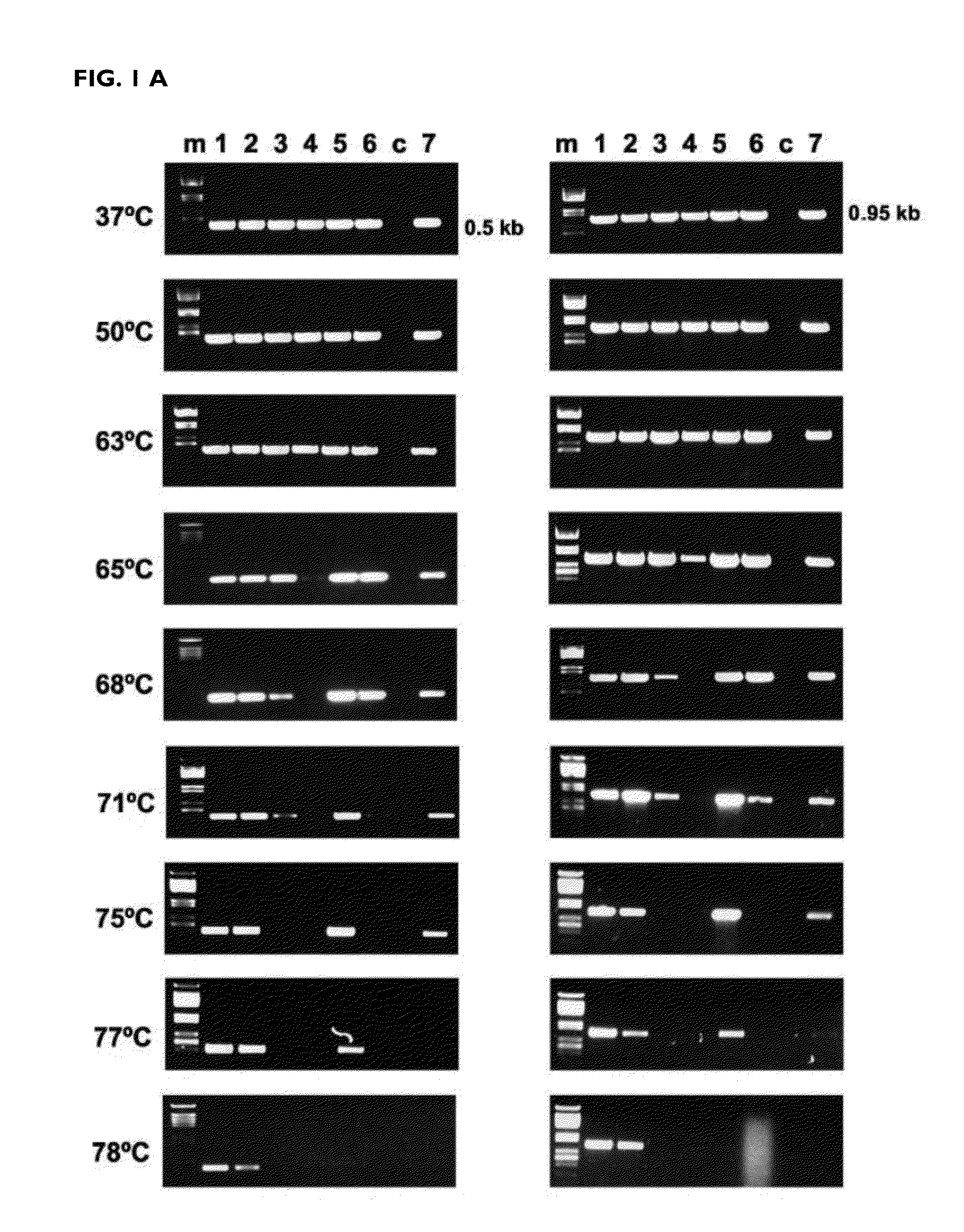 HIV type 1 group o reverse transcriptases that are active at high temperatures