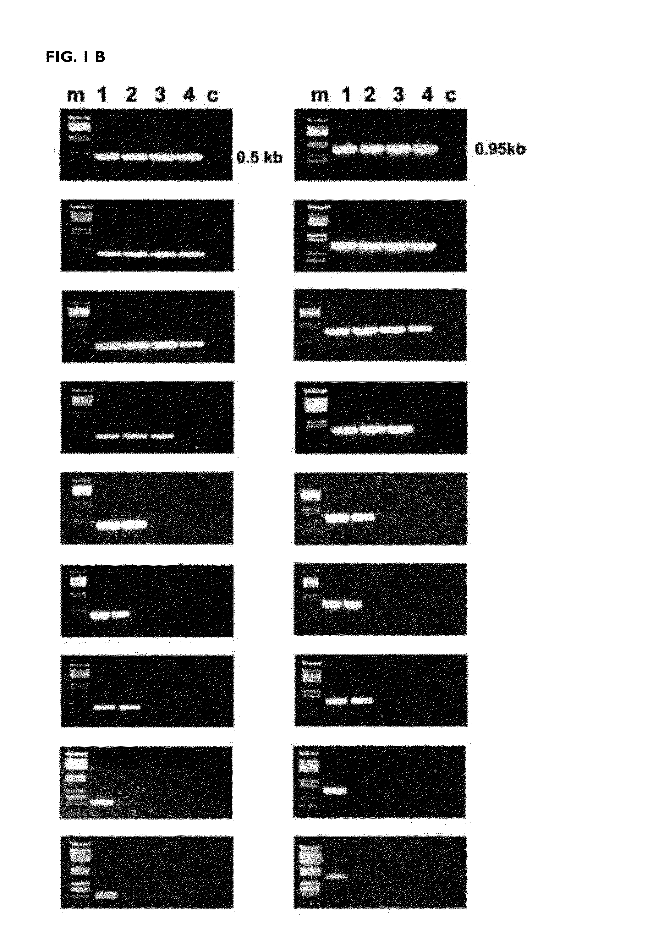 HIV type 1 group o reverse transcriptases that are active at high temperatures