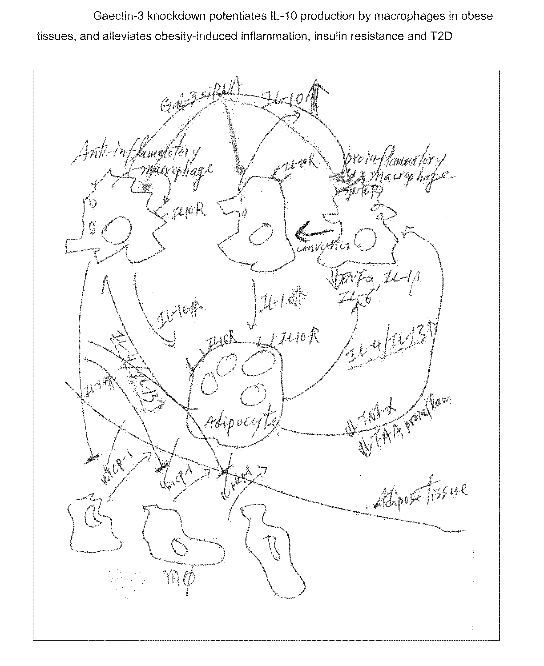 RNA interference of galectin-3 expression and methods of use thereof