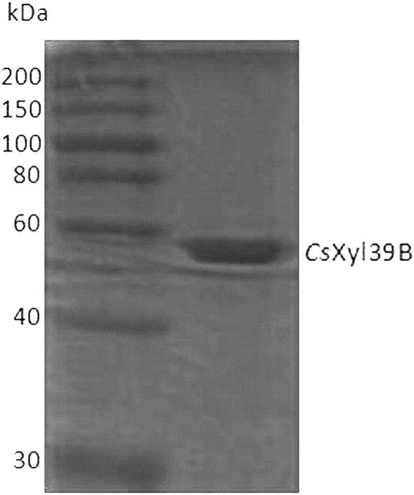 Beta-xylosidase and application thereof