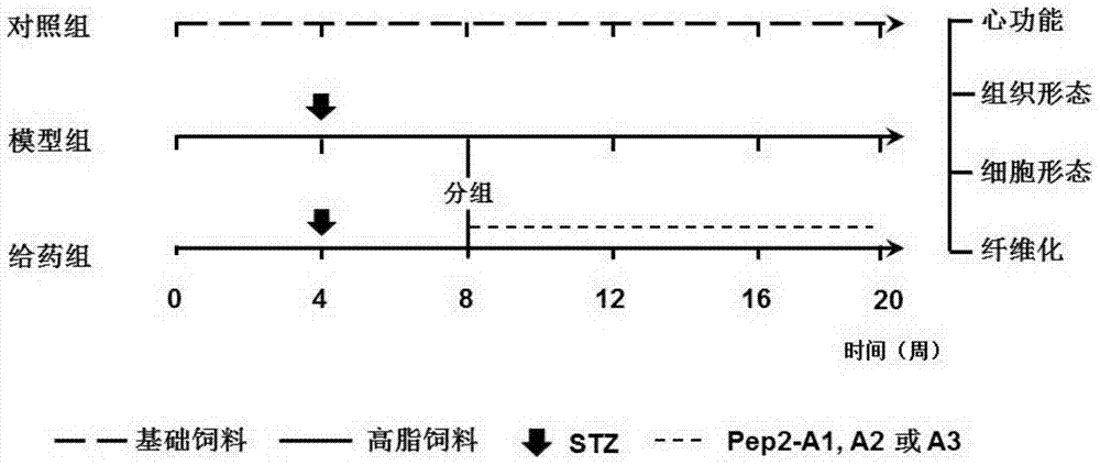 Application of a polypeptide in the preparation of drugs for treating diabetic cardiomyopathy