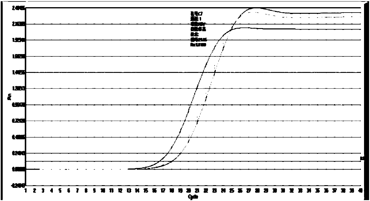 Primer probe for diagnosing corneal dystrophy caused by human TGF beta I gene 555 locus mutation and detection method