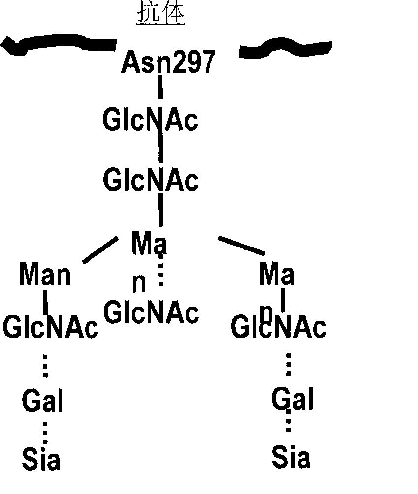 Glycosylation engineered antibody therapy