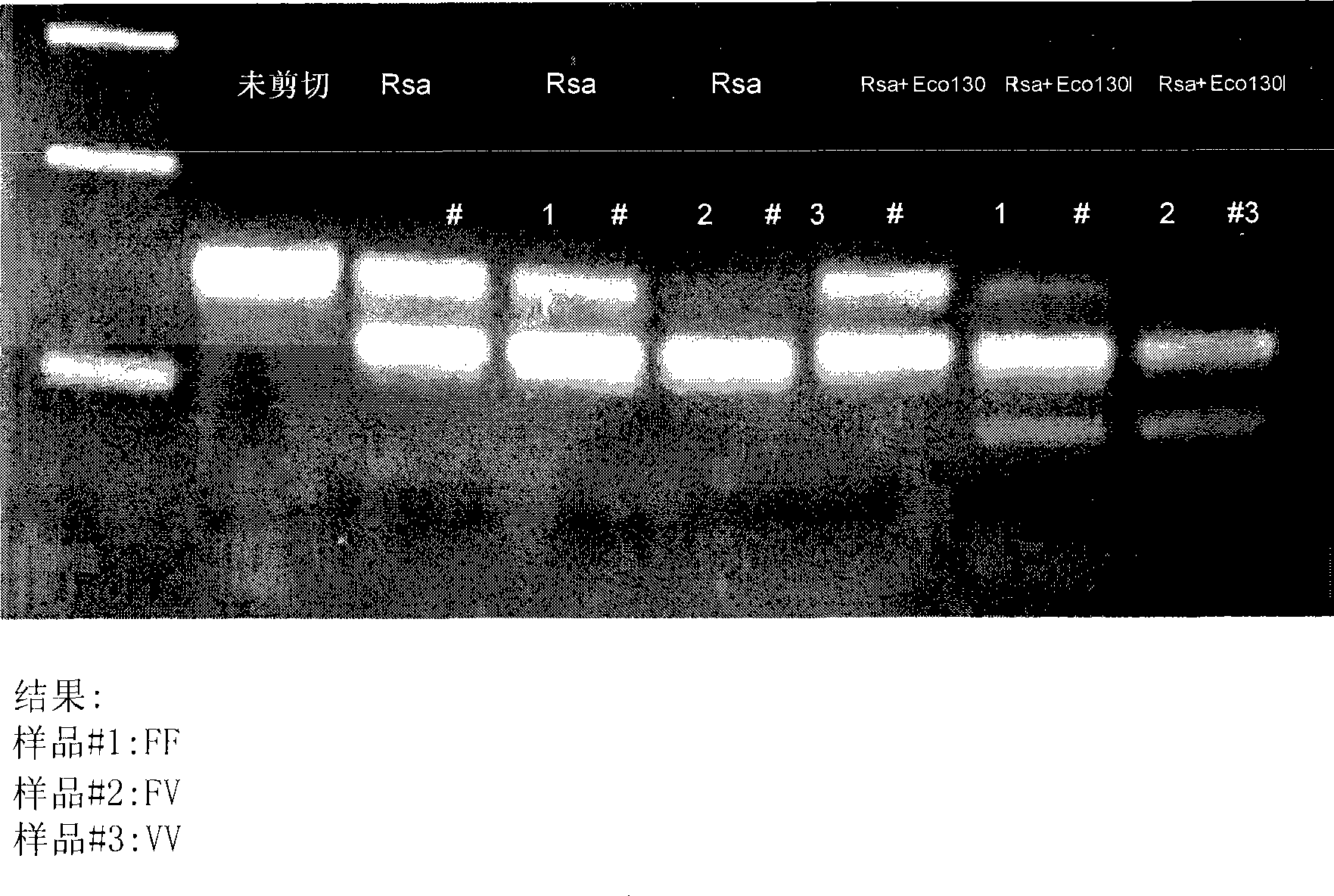 Glycosylation engineered antibody therapy