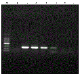 Detection kit for identifying porcine reproductive and respiratory syndrome virus and application thereof