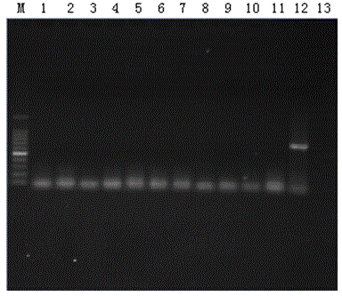 Detection kit for identifying porcine reproductive and respiratory syndrome virus and application thereof