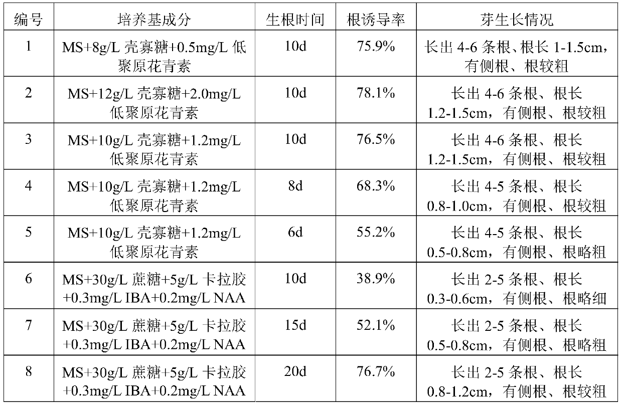 Seedling cultivation method of radermachera sinica