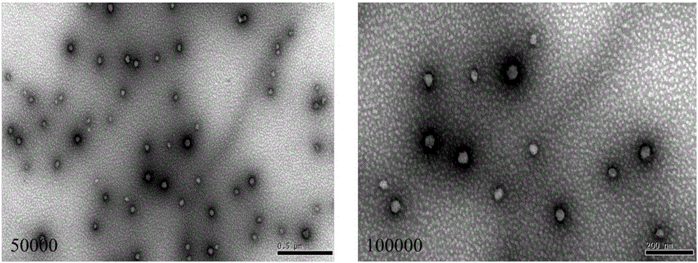 Resveratrol embedded peanut protein nano-particles and preparation method thereof