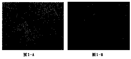 Canine adenovirus I-type inactivated vaccine and preparation method thereof