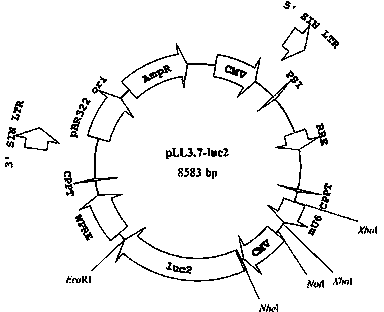 Lentiviral vector for expressing lncRNA (long noncoding ribonucleic acid) and application thereof