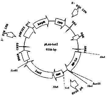 Lentiviral vector for expressing lncRNA (long noncoding ribonucleic acid) and application thereof