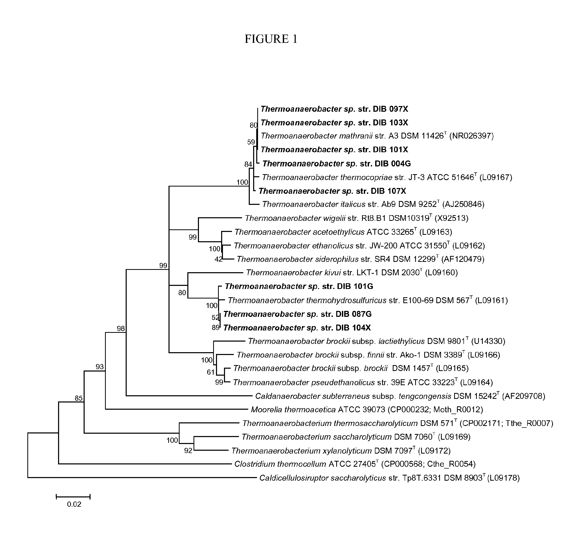 Versatile extremely thermophilic bacteria for the conversion of biomass