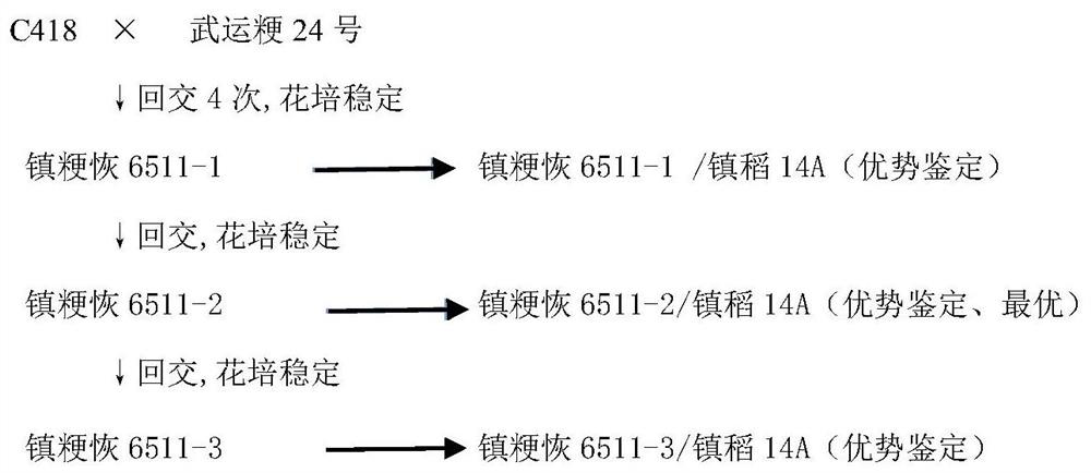 A kind of hybrid rice breeding method