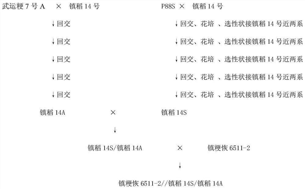 A kind of hybrid rice breeding method