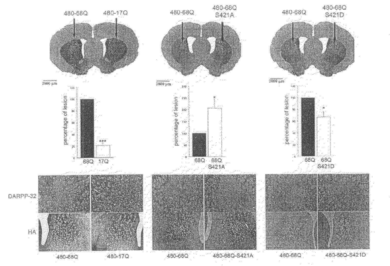 Method For Treating Huntington's Disease by Inhibiting Dephosphorylation of Huntingtin at S421