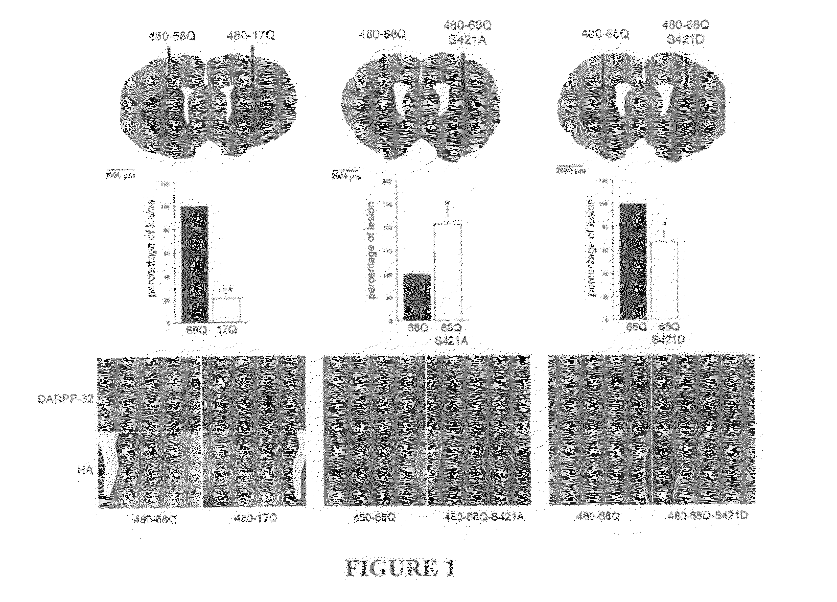 Method For Treating Huntington's Disease by Inhibiting Dephosphorylation of Huntingtin at S421