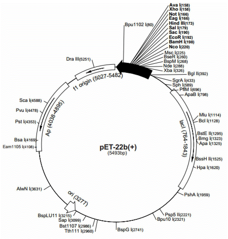 Method for distinguishing transport function of protein employing non-radioactivity