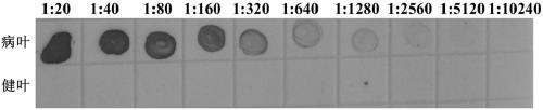 Hybridoma Cell Line Secreting Monoclonal Antibody Against Southern Bean Mosaic Virus and Application of Monoclonal Antibody