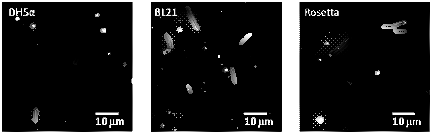 Method for detecting bacteria amount of gold nanoparticles by using coated antibody