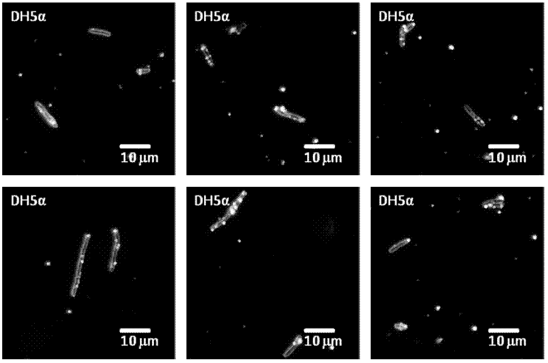 Method for detecting bacteria amount of gold nanoparticles by using coated antibody