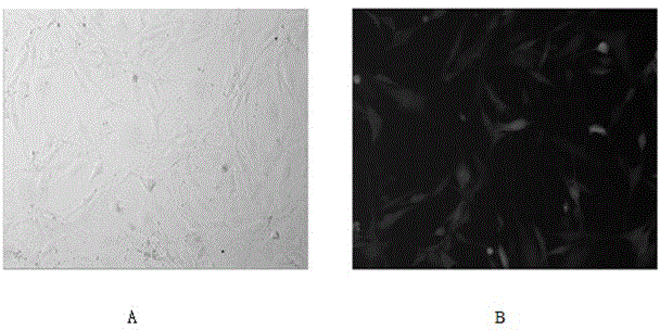 Cycloartane type triterpene compound and application thereof