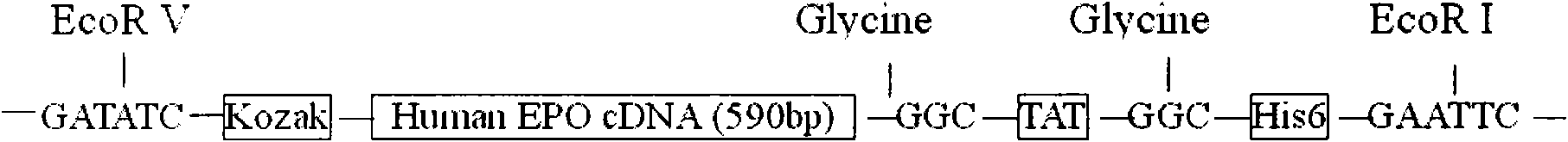 Blood brain barrier penetrable erythropoietin (EPO) and application thereof