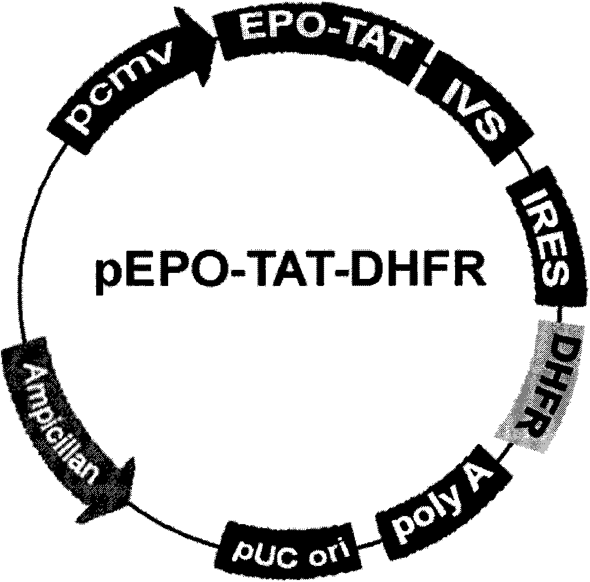 Blood brain barrier penetrable erythropoietin (EPO) and application thereof