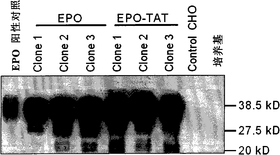 Blood brain barrier penetrable erythropoietin (EPO) and application thereof