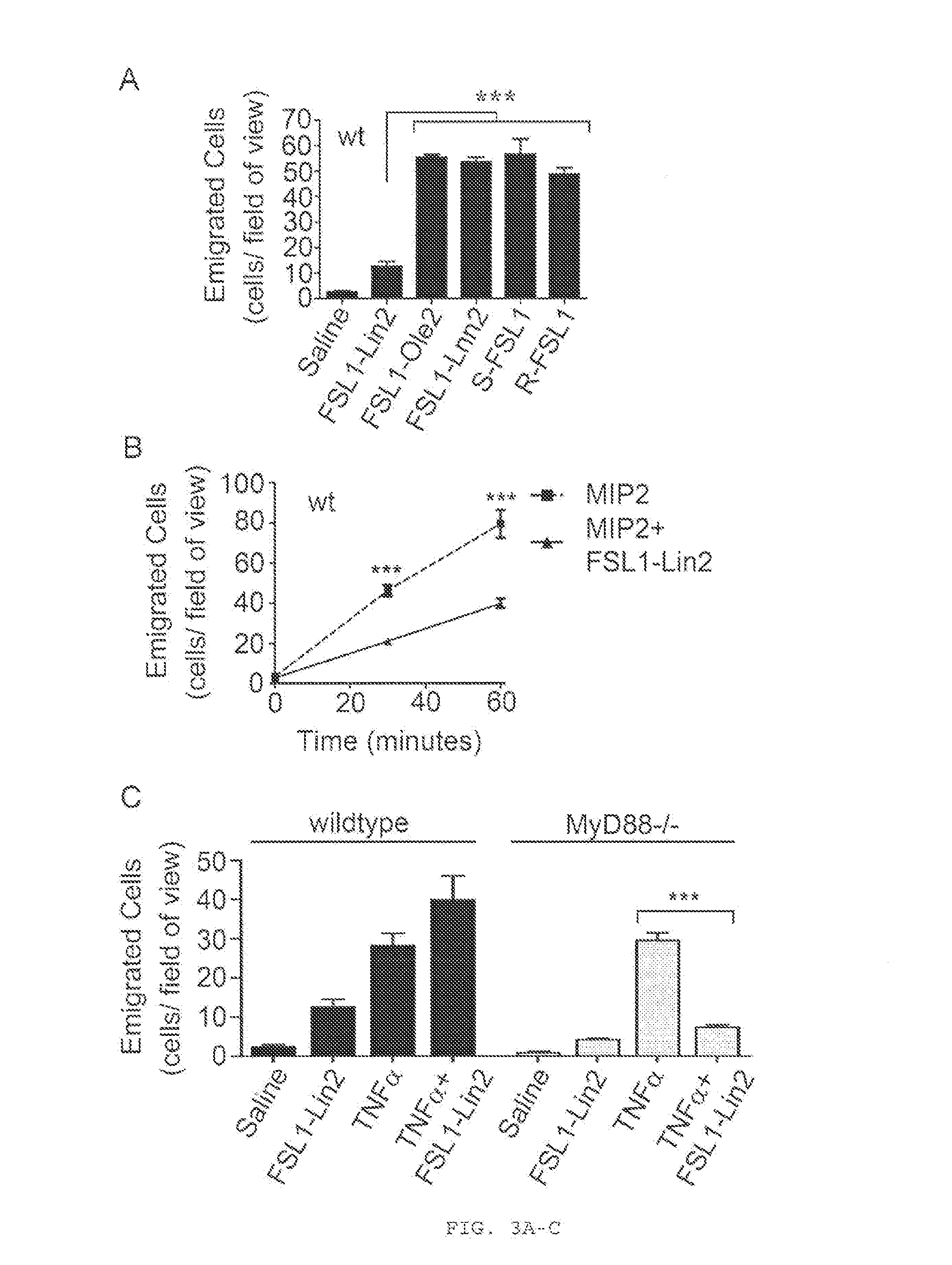 Modified toll-like receptor 2 (TLR2) ligands as inhibitors of neutrophil recruitment