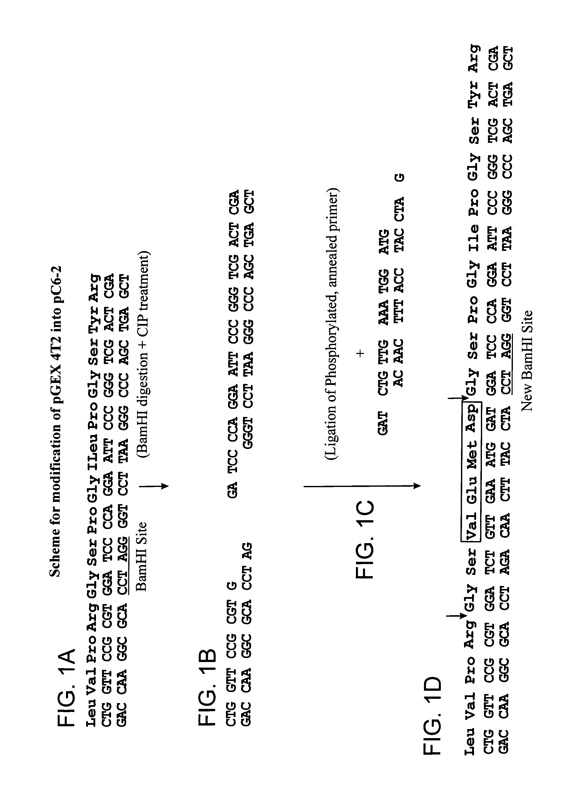 Protein expression system