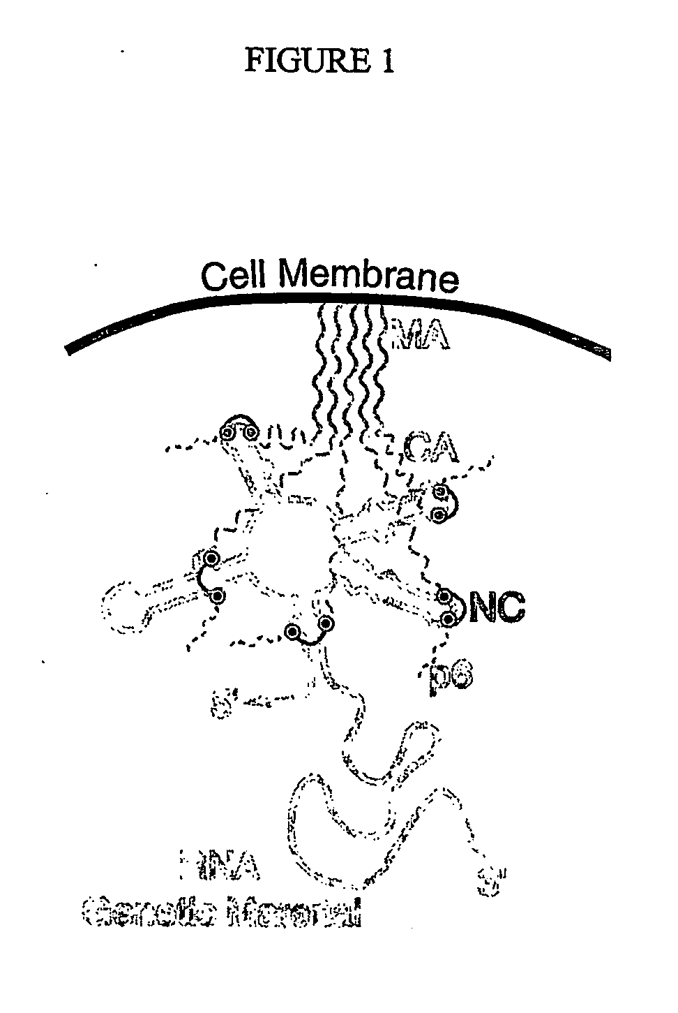 Switchable nucleic acids for diagnostics, screening and molecular electronics