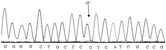 Breeding method and application of a new line of recessive white feathers in Qiandongnan small fragrant chicken