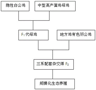 Breeding method and application of a new line of recessive white feathers in Qiandongnan small fragrant chicken