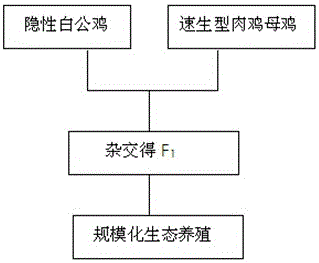 Breeding method and application of a new line of recessive white feathers in Qiandongnan small fragrant chicken