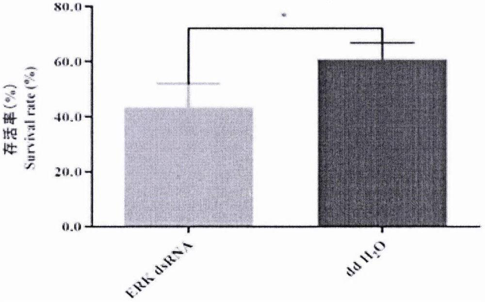 Oedaleus asiaticus extracellular regulated protein kinase (ERK) as well as encoding gene and application thereof