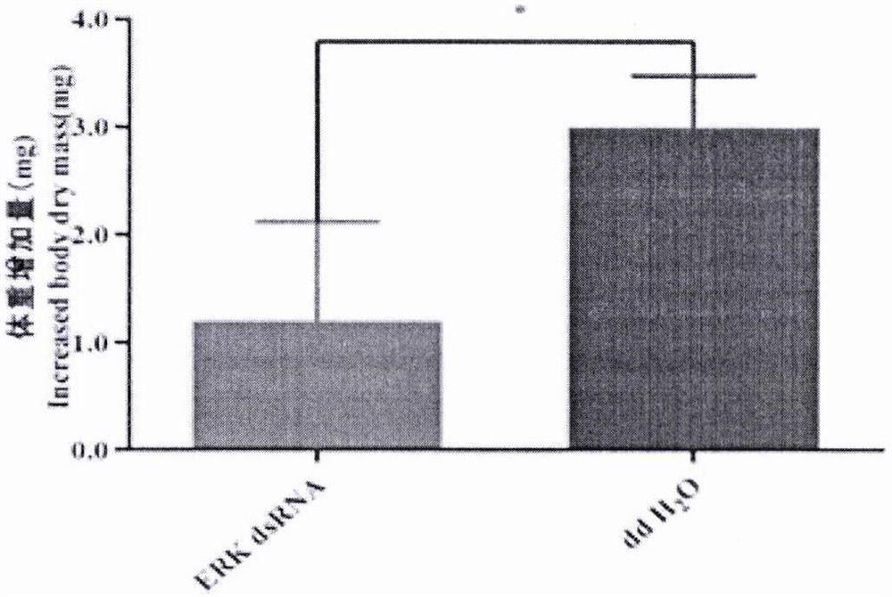 Oedaleus asiaticus extracellular regulated protein kinase (ERK) as well as encoding gene and application thereof