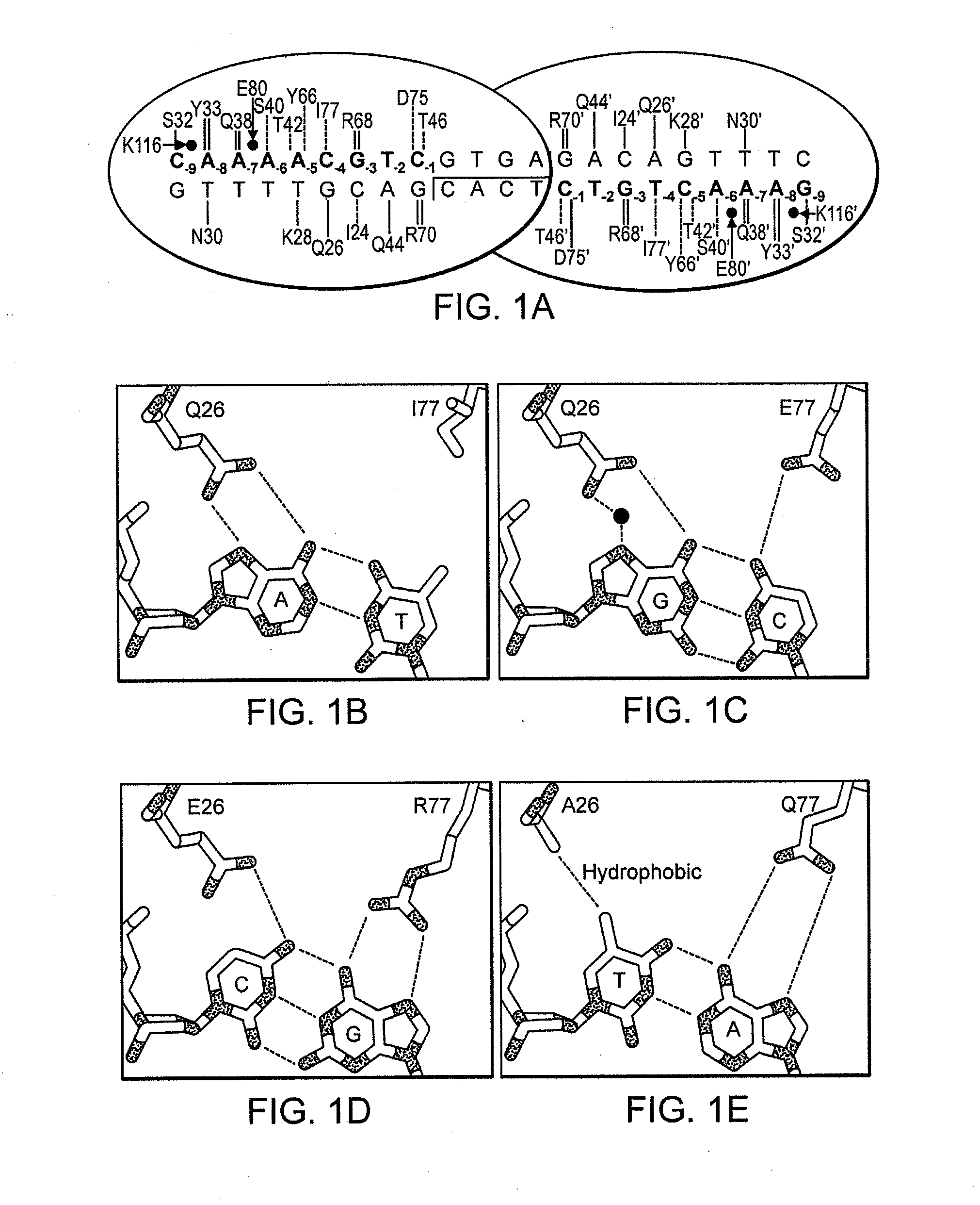 Fusion Molecules of Rationally-Designed DNA-Binding Proteins and Effector Domains