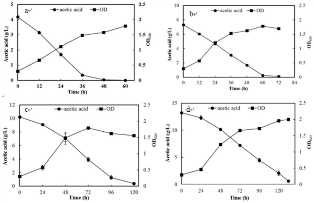 A kind of acetic acid and xylose co-utilization Kluyveromyces marx strain and screening method