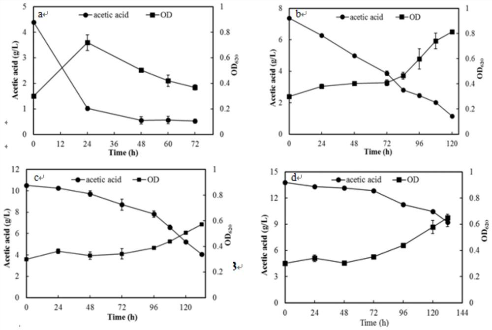 A kind of acetic acid and xylose co-utilization Kluyveromyces marx strain and screening method