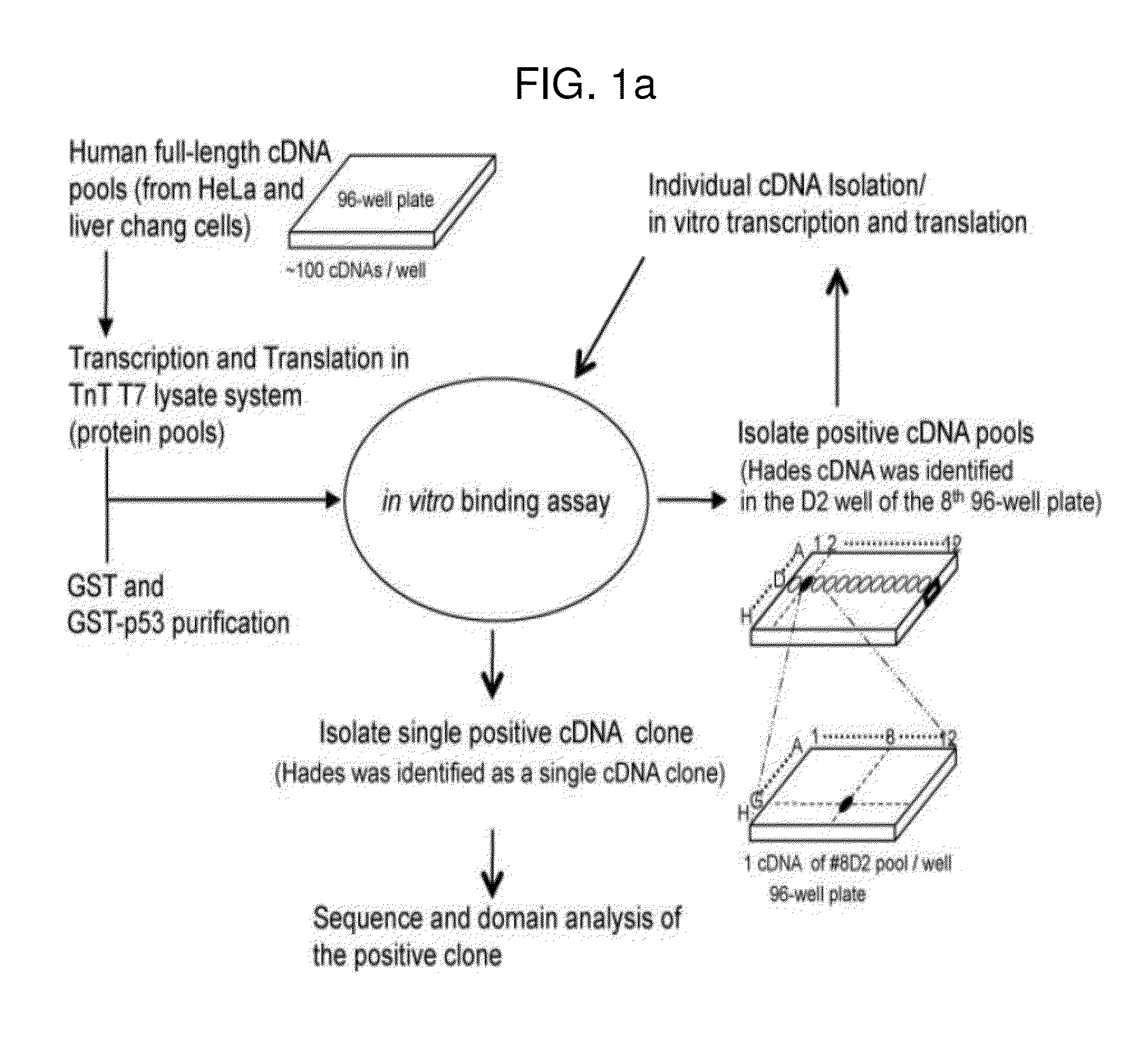 Use of hades as tumor suppressor target