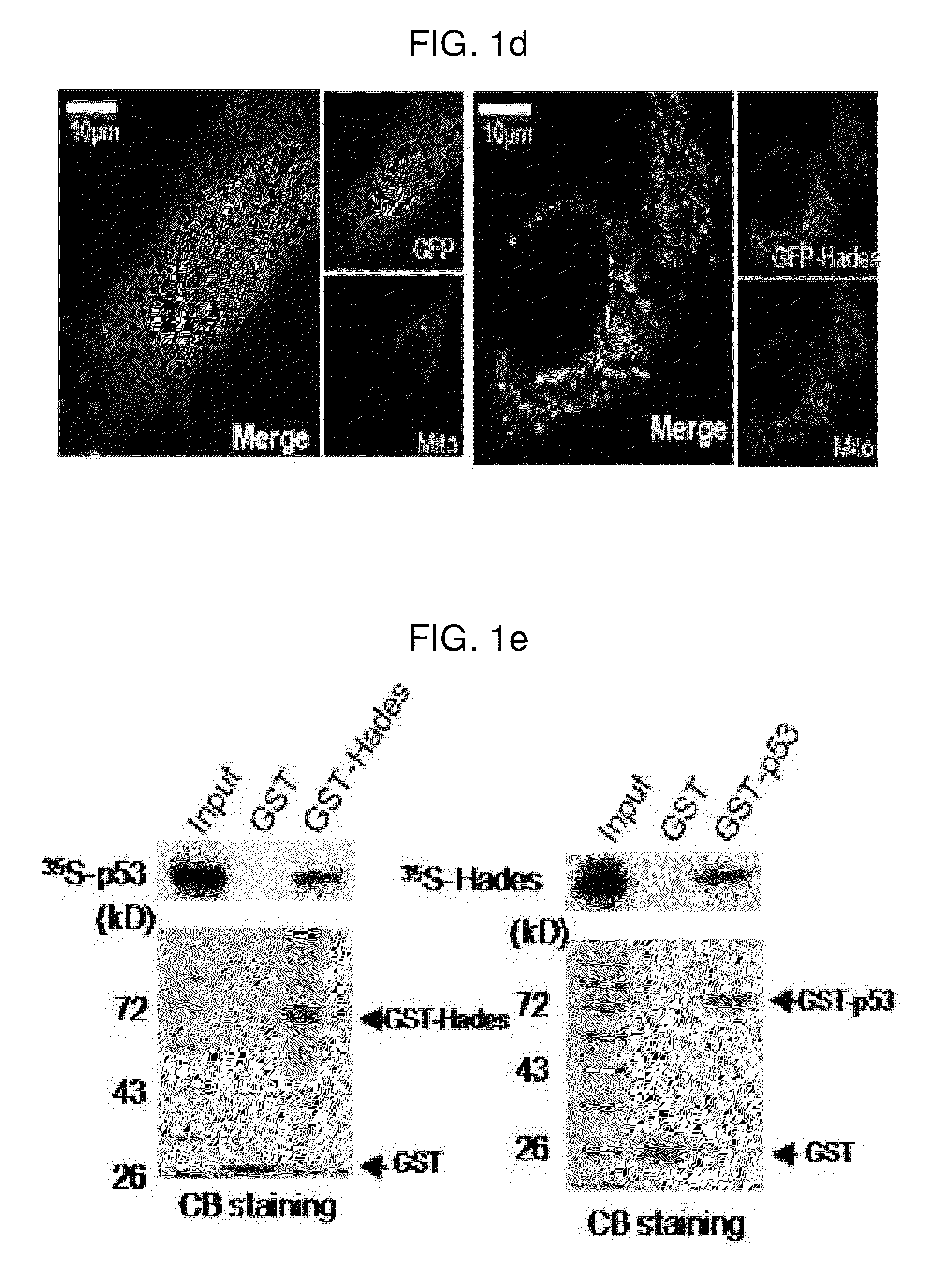 Use of hades as tumor suppressor target