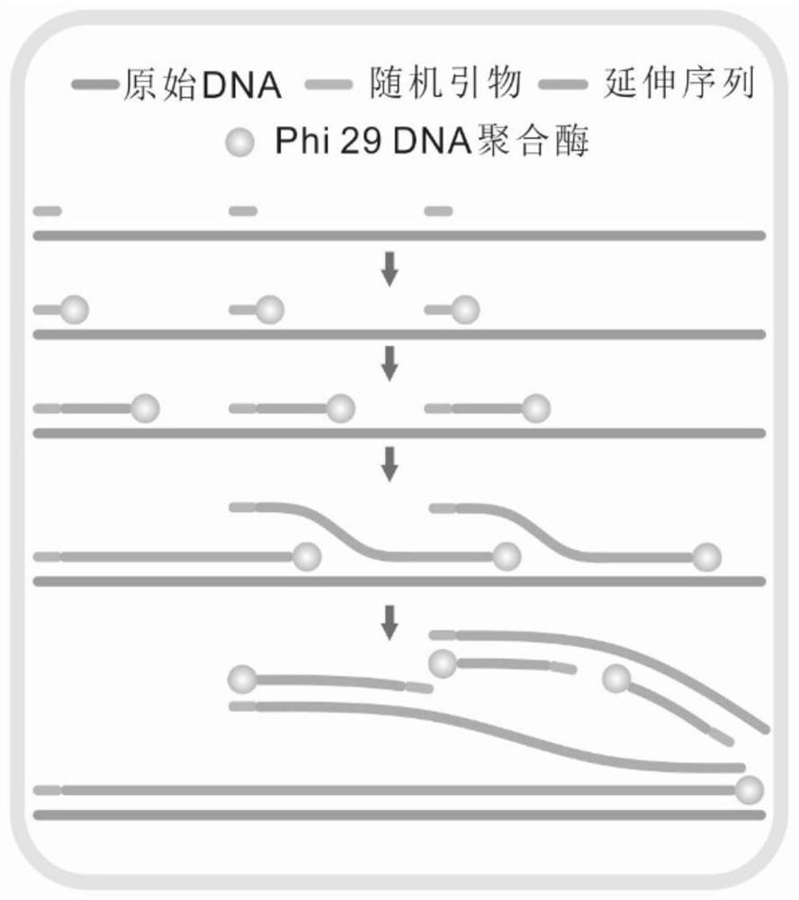 A chromosome aneuploidy detection system suitable for single cells and its application