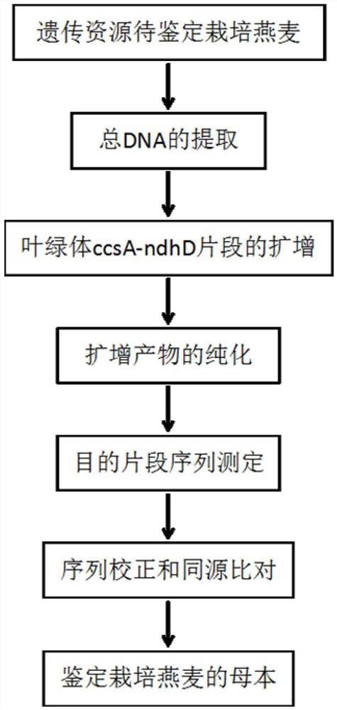 A method for identifying female parent of cultivated oat