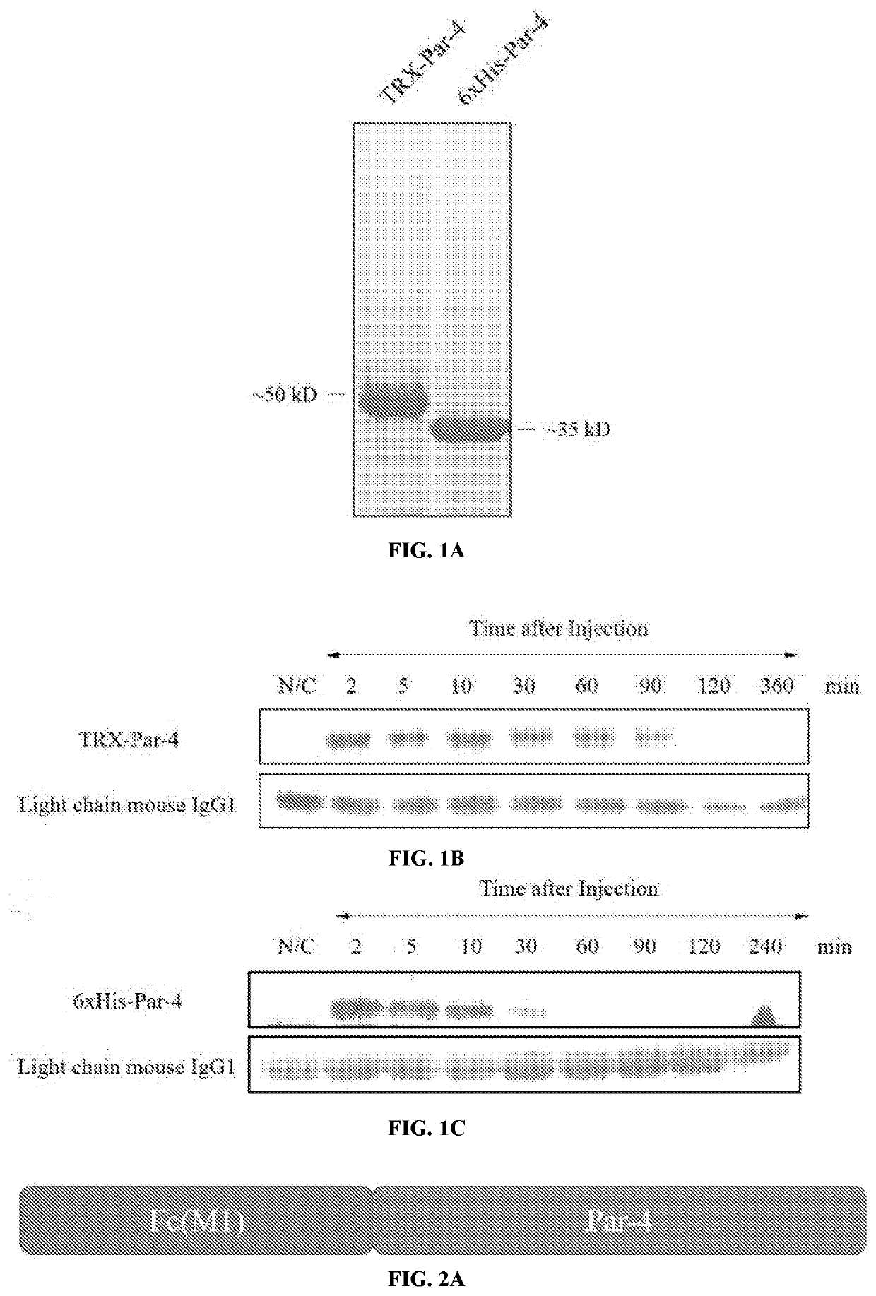 A Novel Prostate Apoptosis Response-4 (Par-4) Protein Entity with an Extended Duration of Action for Therapeutic Treatment of Cancer